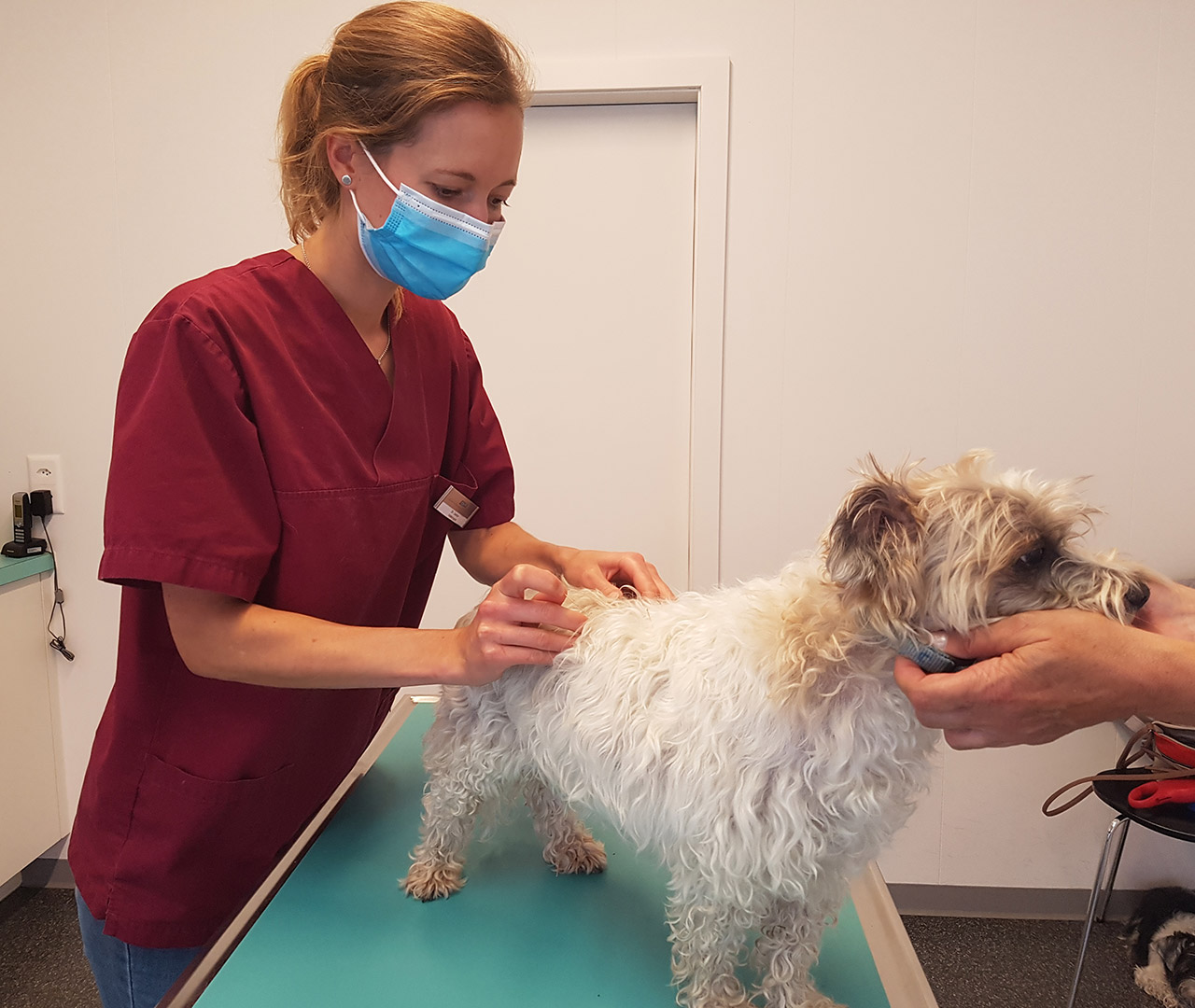 acupuncture-une-medecine-douce-pour-vos-animaux-vetavry